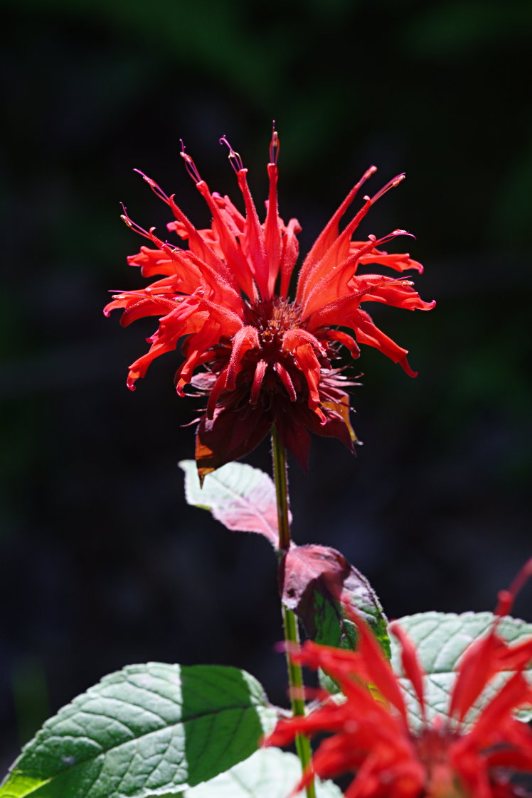 Bee Balm