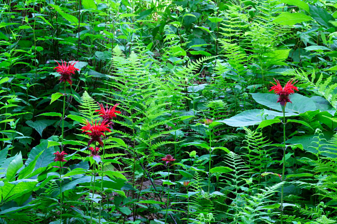 Bee Balm