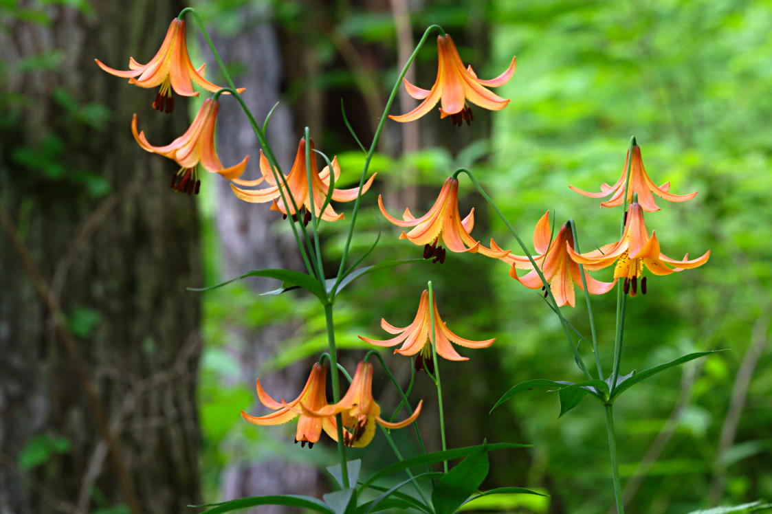 Wild Yellow Lily