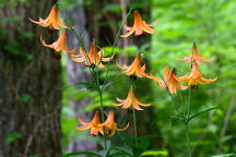 Wild Yellow Lily