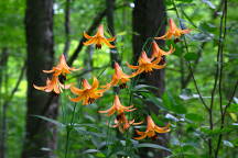 Wild Yellow Lily