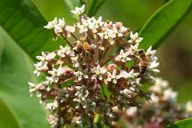 Common Milkweed