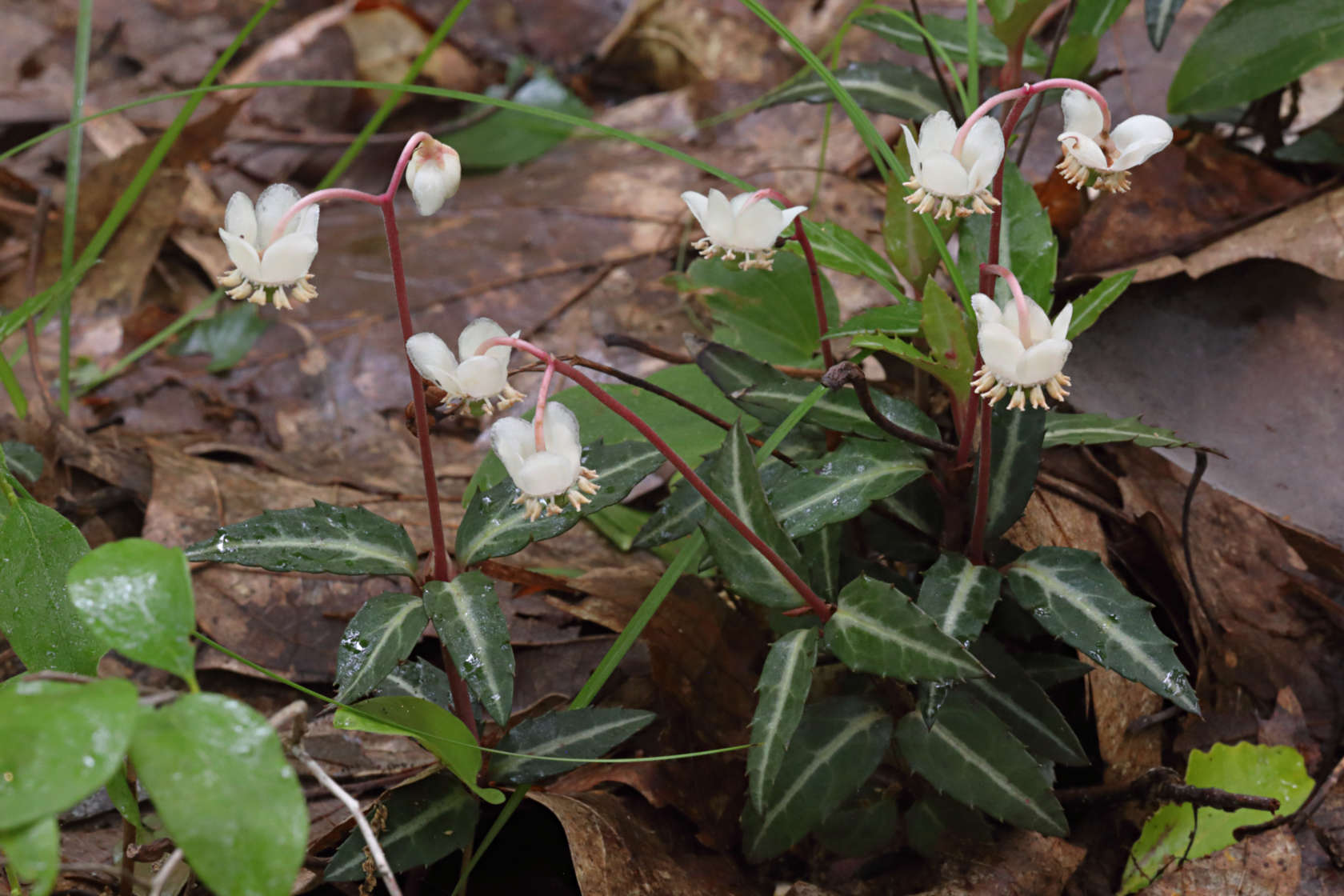 Spotted Wintergreen