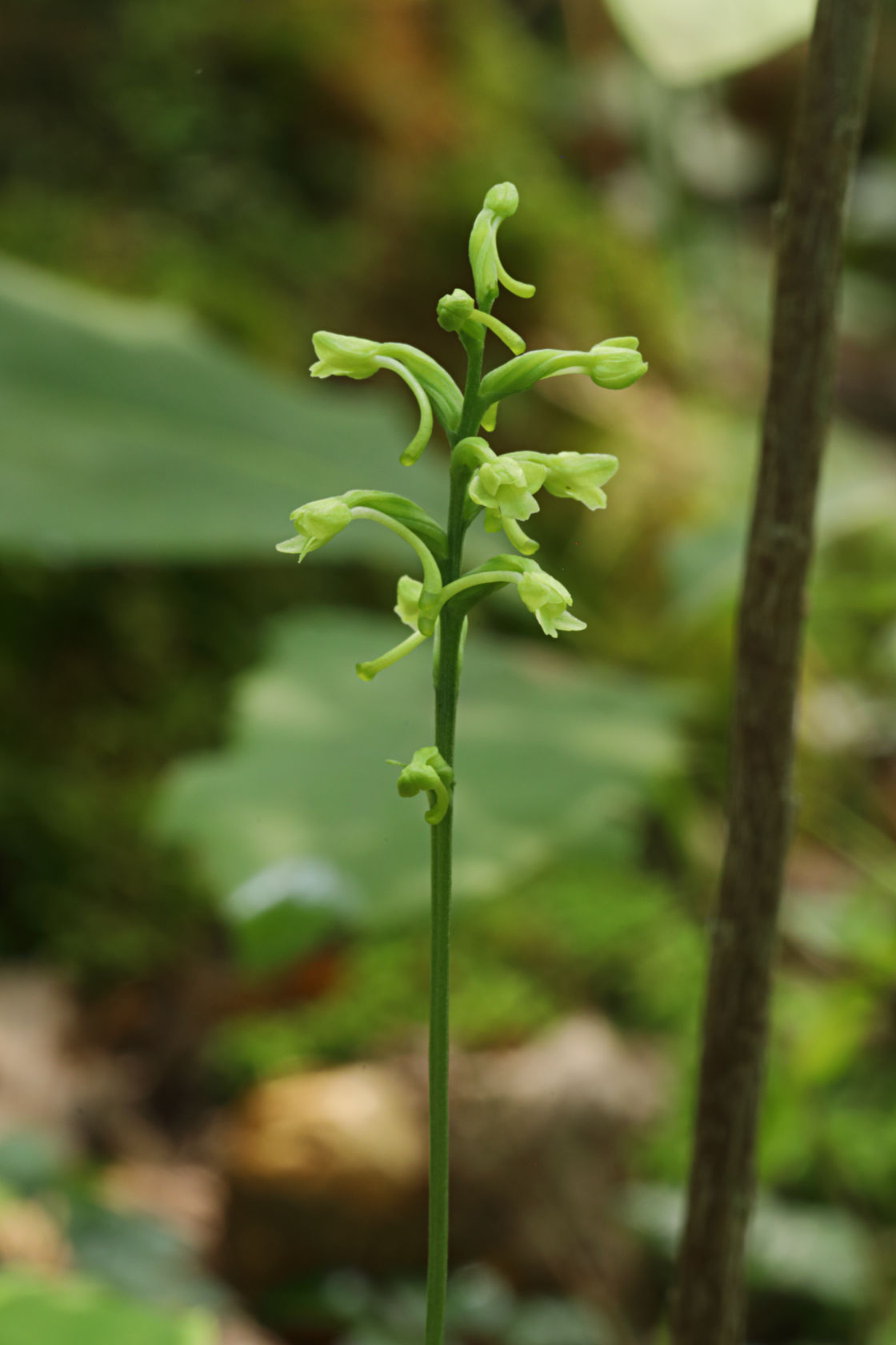 Little Club-Spur Orchid