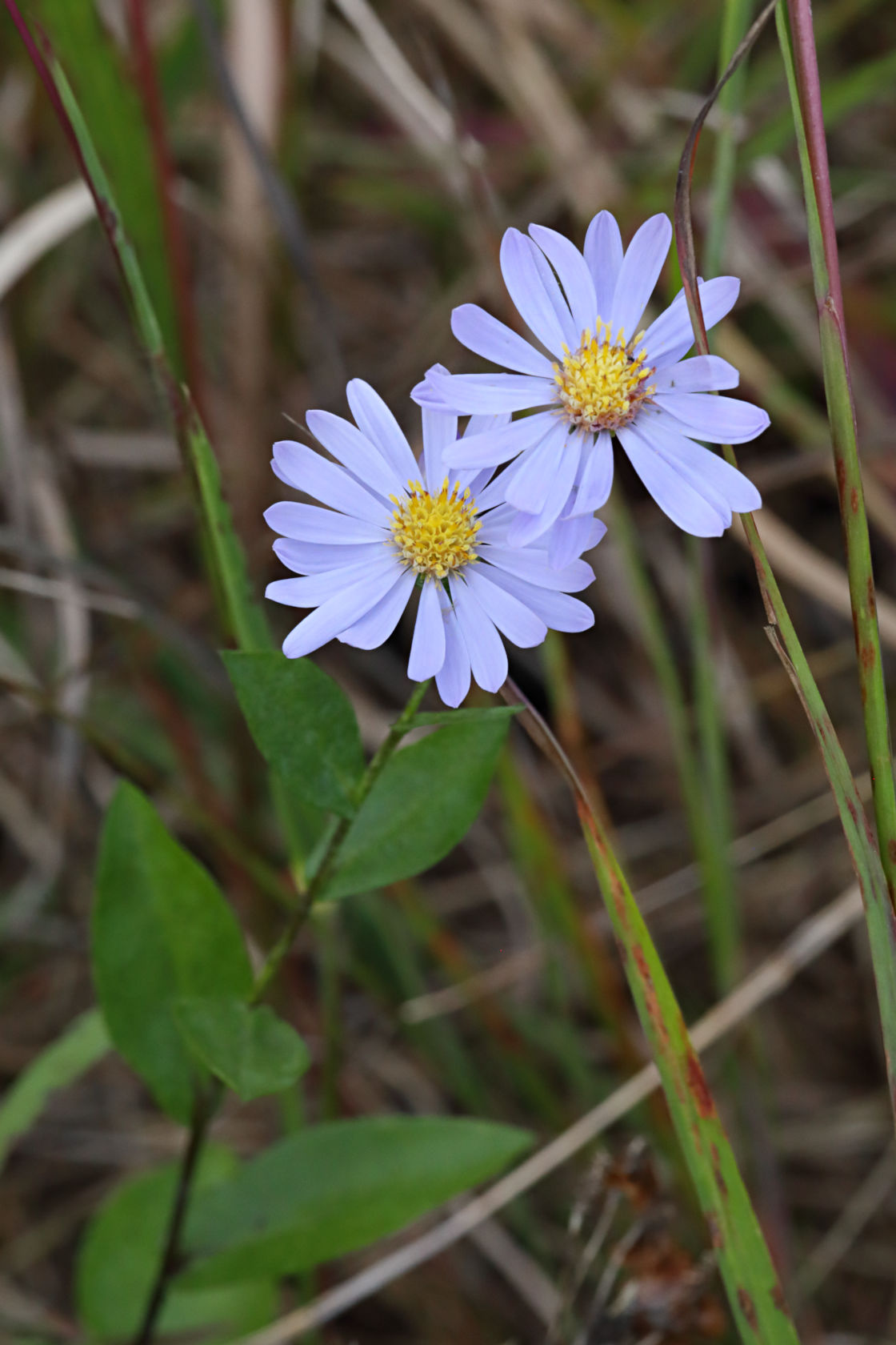 Smooth Aster