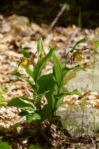 Large Yellow Lady's Slipper