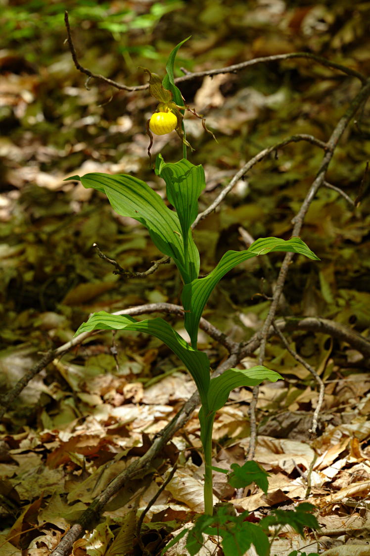 Large Yellow Lady's Slipper