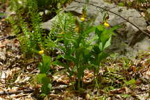 Large Yellow Lady's Slipper