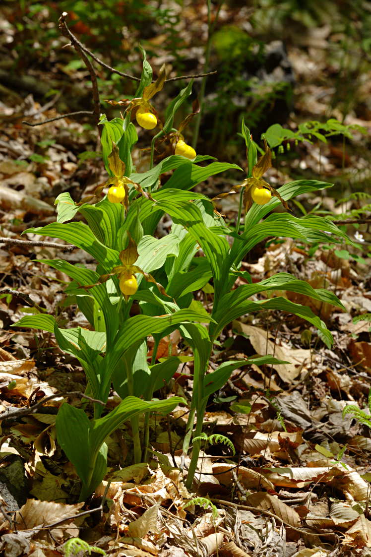 Large Yellow Lady's Slipper