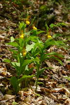 Large Yellow Lady's Slipper