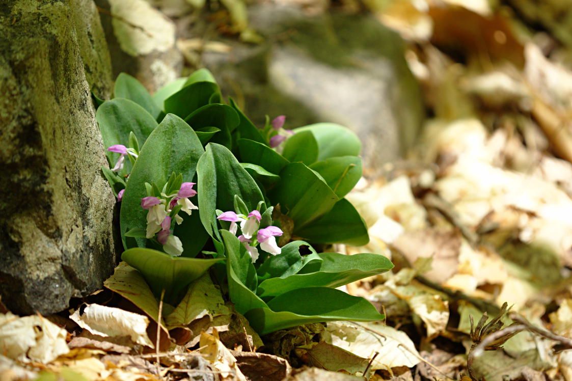 Showy Orchis