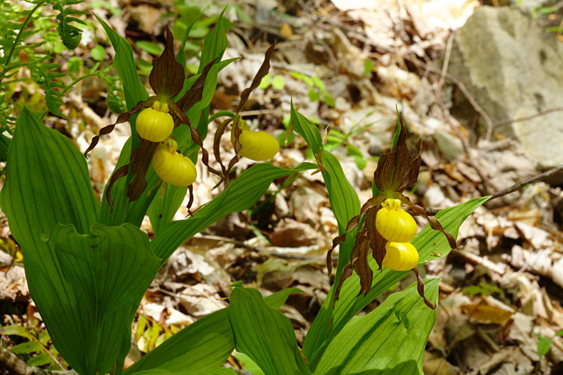 Large Yellow Lady's Slipper