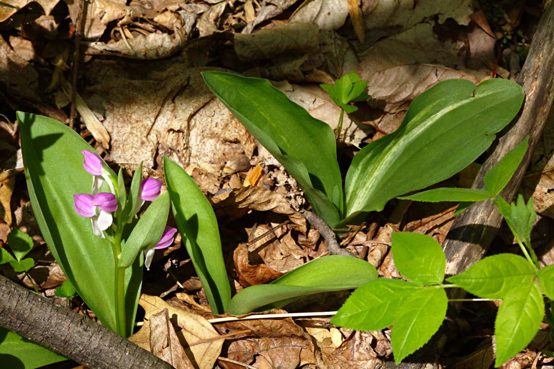 Variegated Showy Orchis