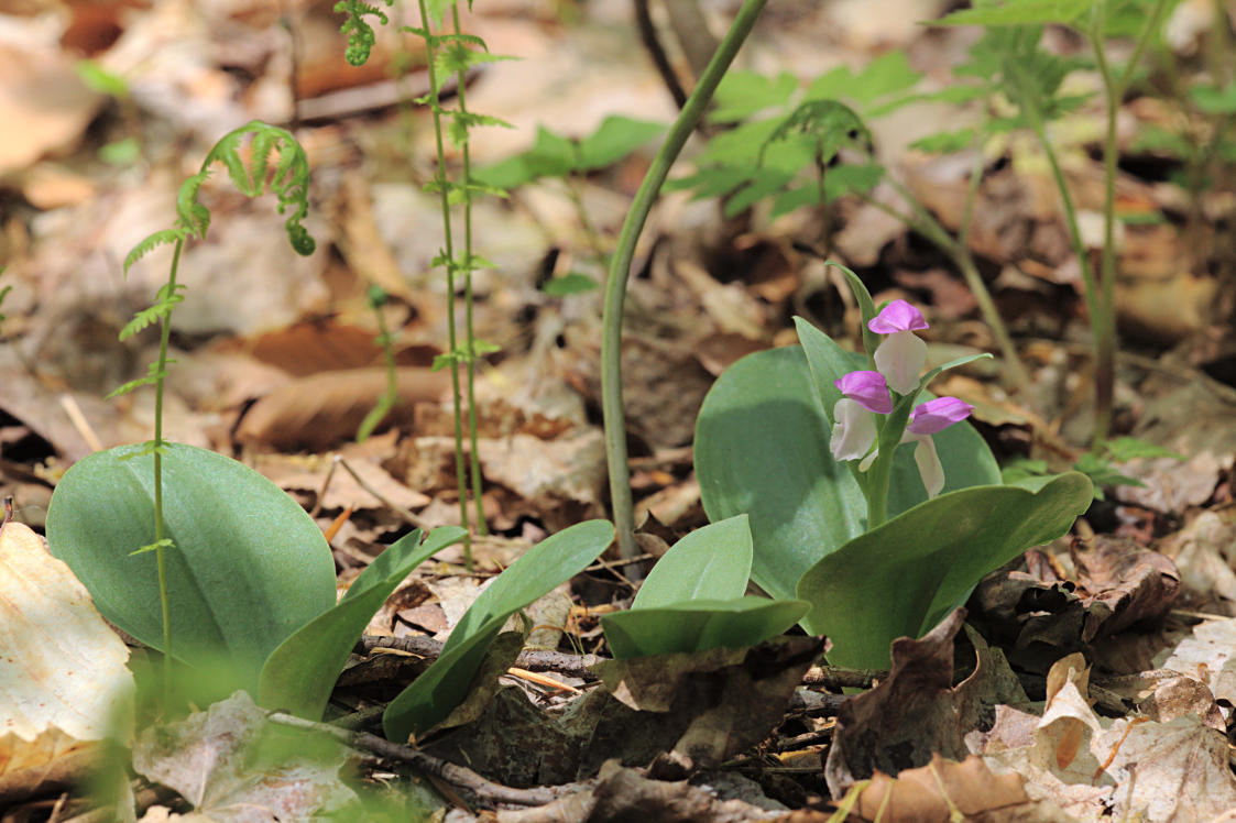 Showy Orchid