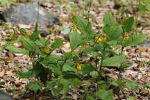 Large Yellow Lady's Slipper