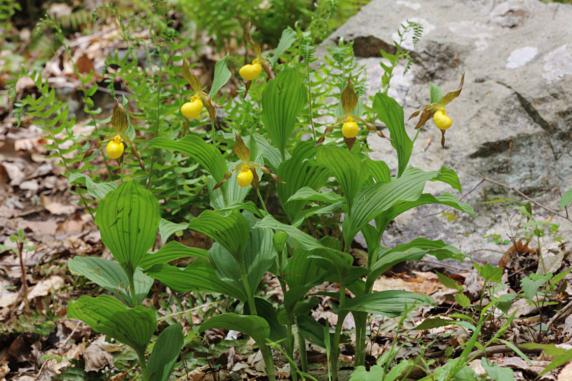 Large Yellow Lady's Slipper