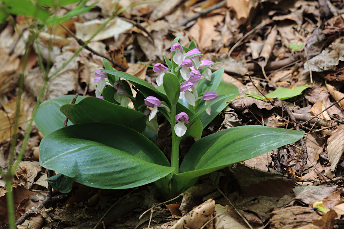 Showy Orchid