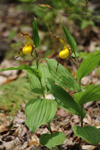 Large Yellow Lady's Slipper