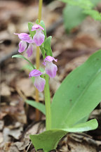 Purple-Flowered Showy Orchid