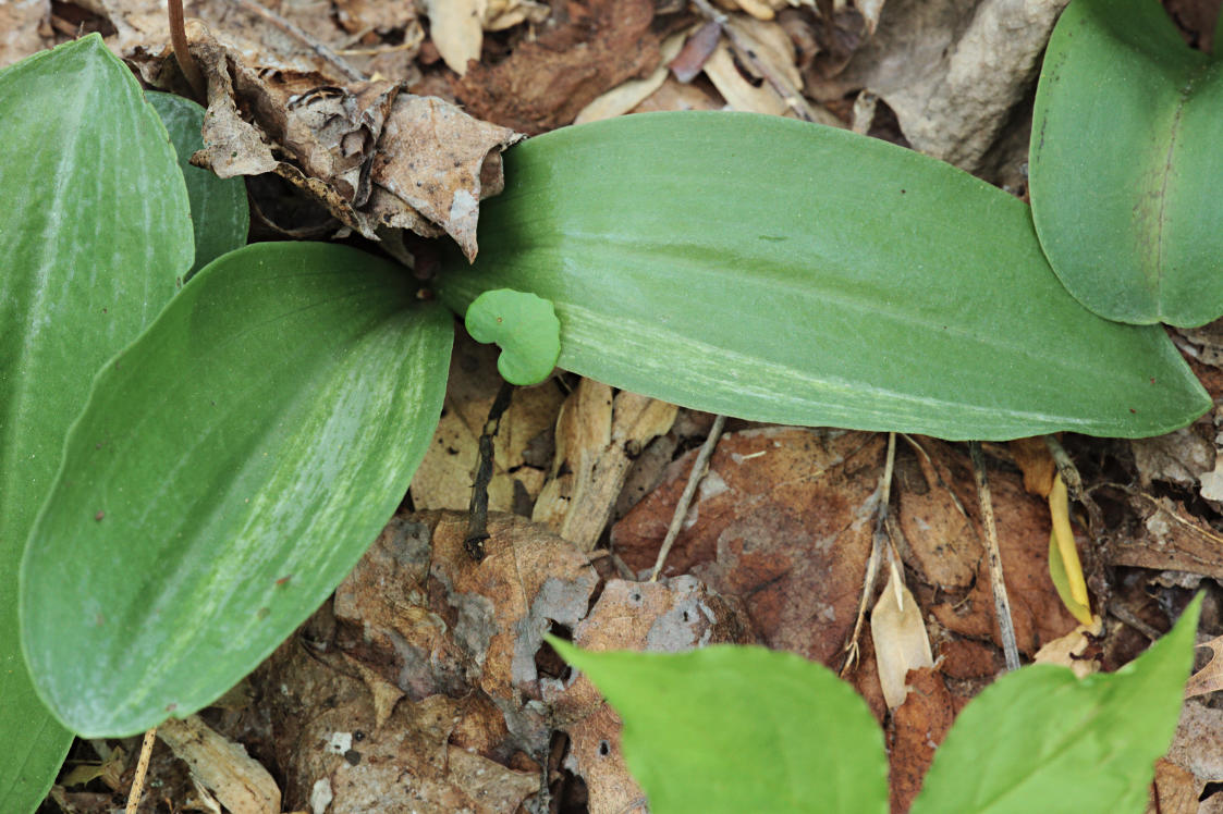 Variegated Showy Orchid