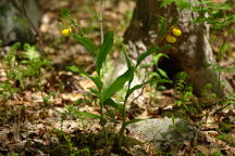 Large Yellow Lady's Slipper