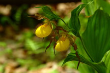 Large Yellow Lady's Slipper