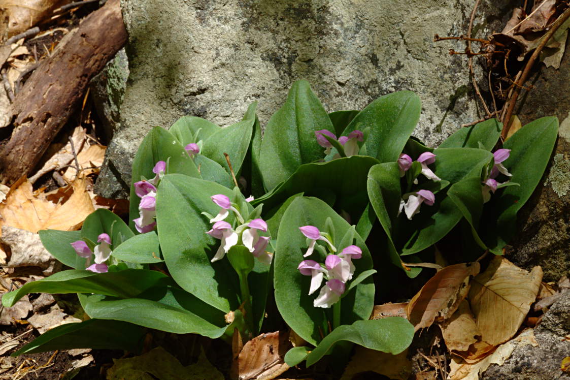 Showy Orchis