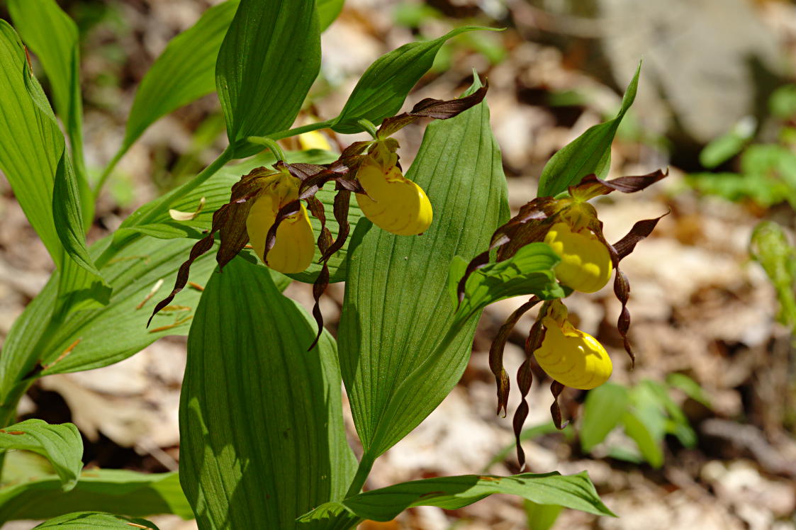 Large Yellow Lady's Slipper