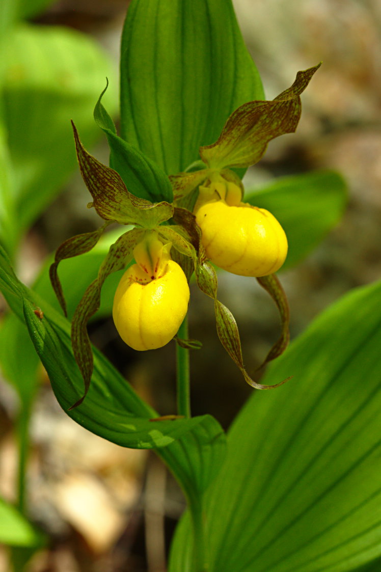 Large Yellow Lady's Slipper