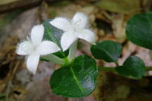 Partridge Berry