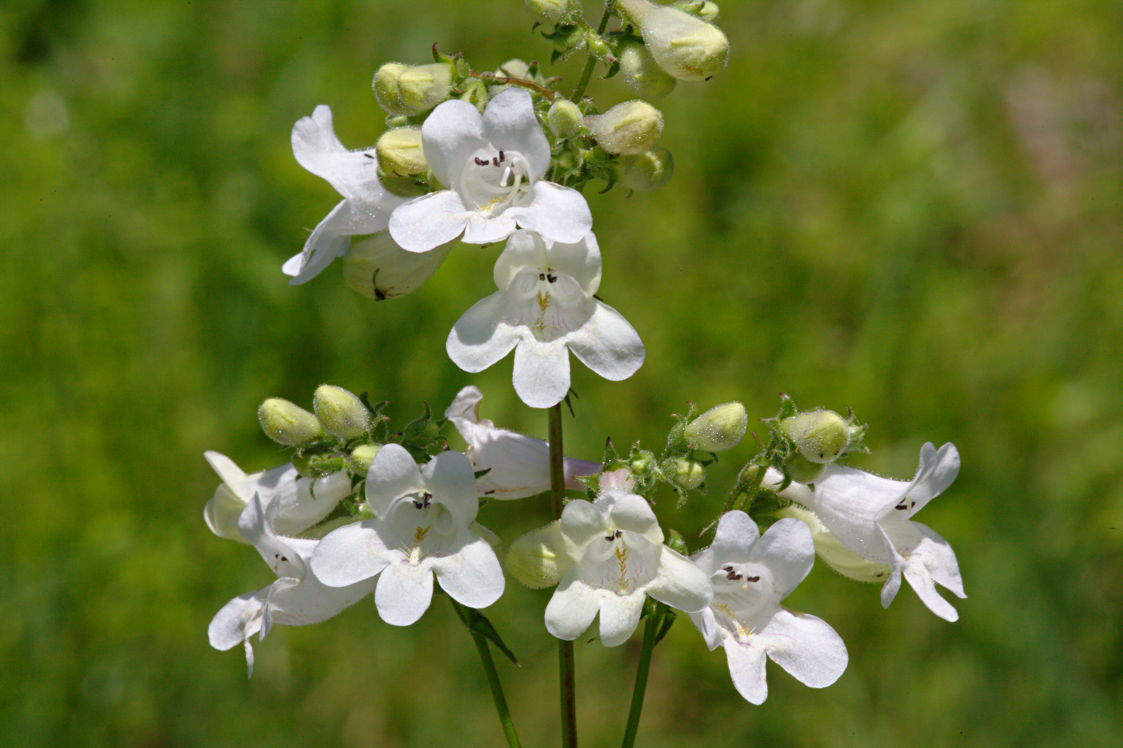 Tall Beardtongue