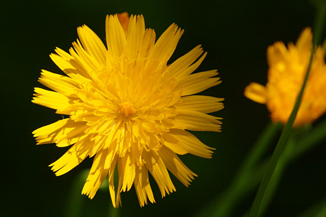 Orange Dwarf Dandelion