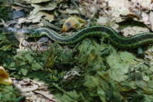 Eastern Garter Snake