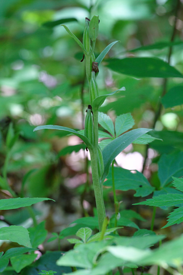 Showy Orchis