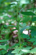 Showy Orchis