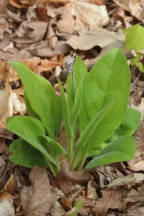 Wild Comfrey