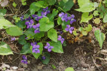 Common Blue Violet