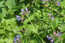 Lungwort