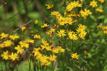 Running Groundsel