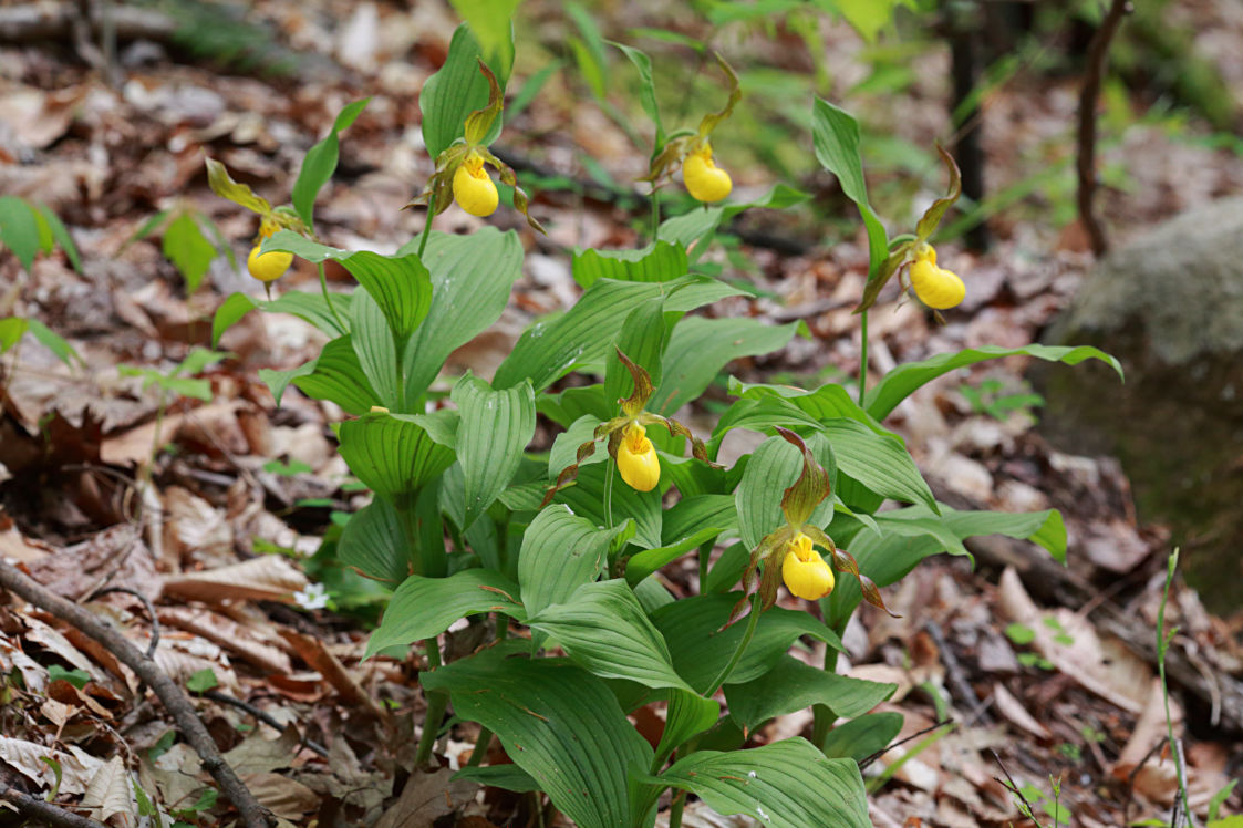 Large Yellow Lady's Slipper