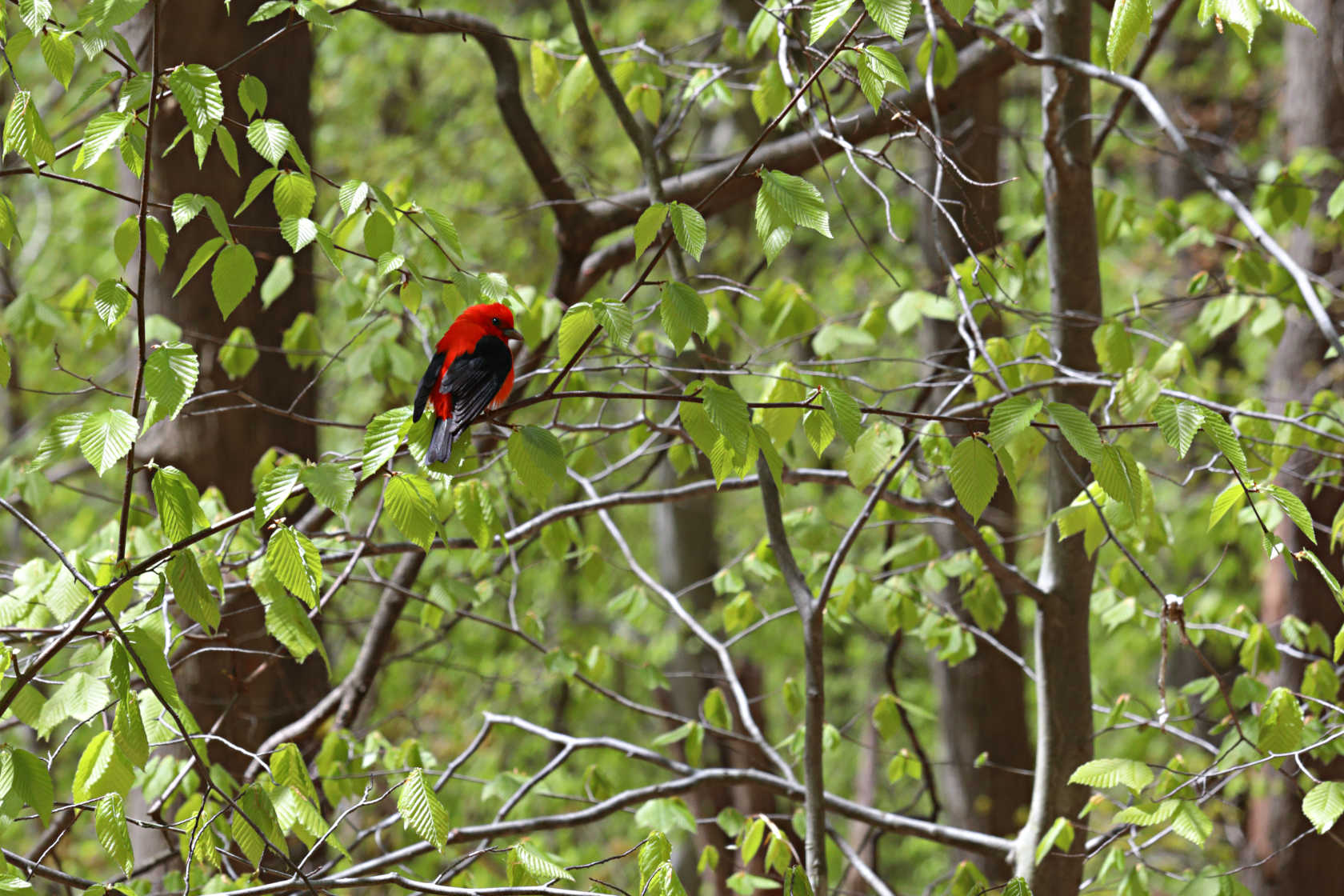 Scarlet Tanager