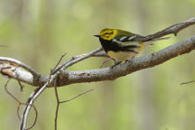 Black-Throated Green Warbler