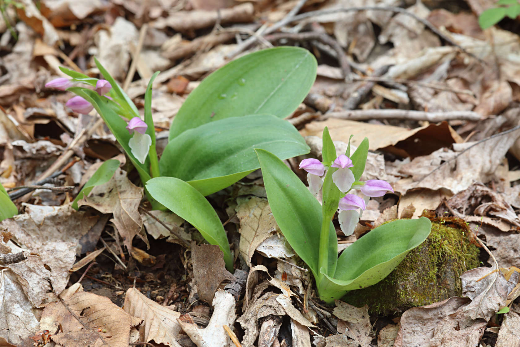 Showy Orchid