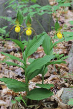 Large Yellow Lady's Slipper