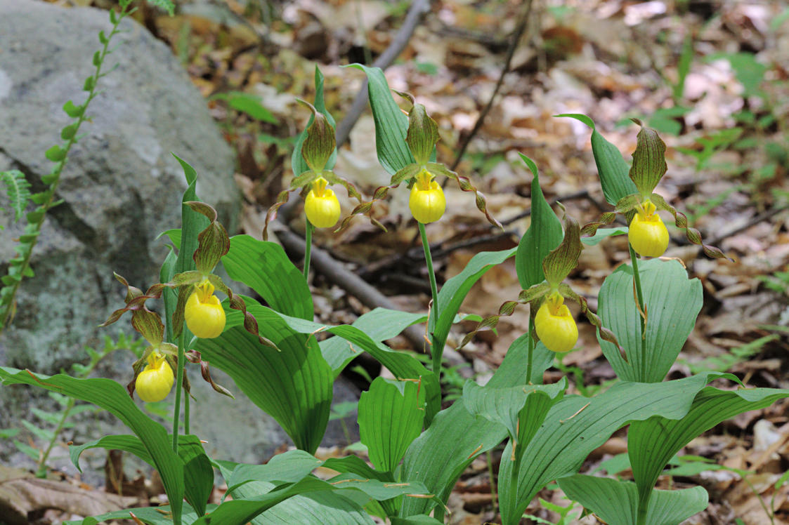 Large Yellow Lady's Slipper