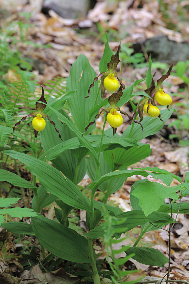 Large Yellow Lady's Slipper