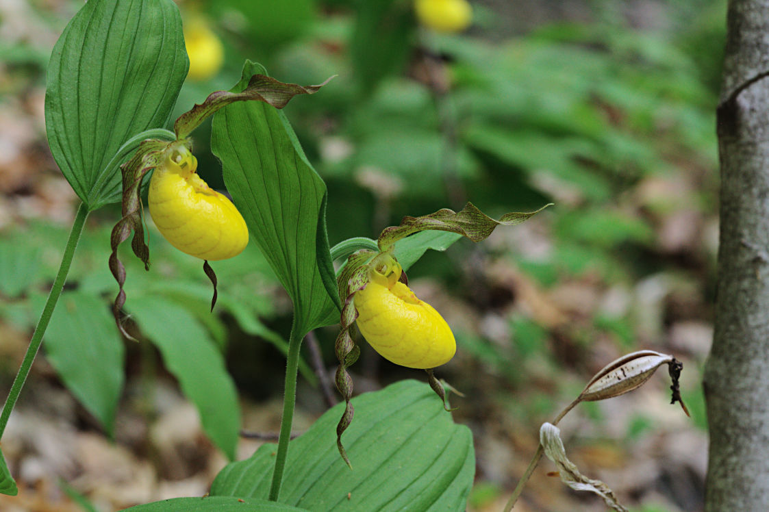 Large Yellow Lady's Slipper