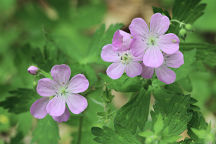 Wild Geranium