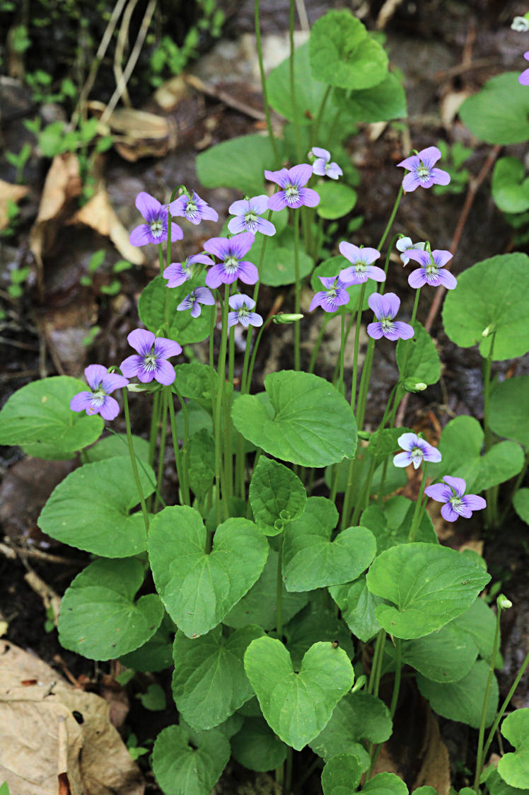 Marsh Blue Violet