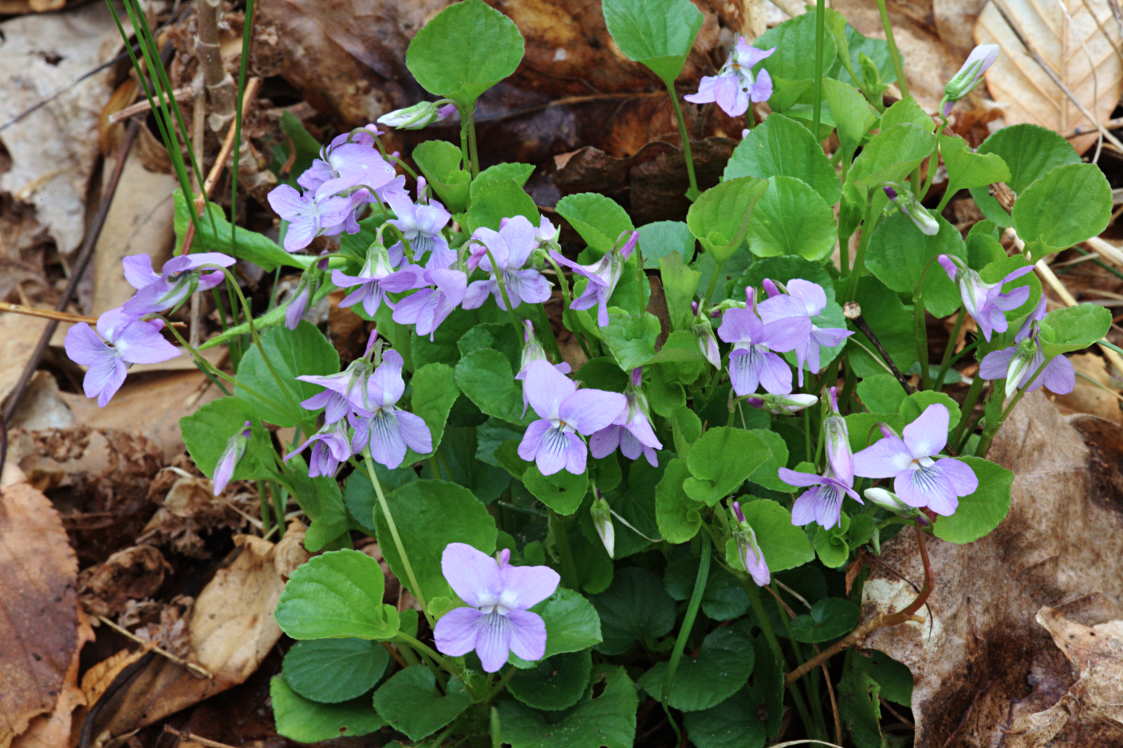 American Dog Violet